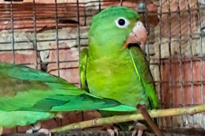 1-1 brotogeris jugularis ( tovi)