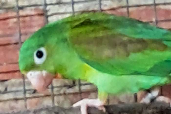 1-1 brotogeris jugularis ( tovi)