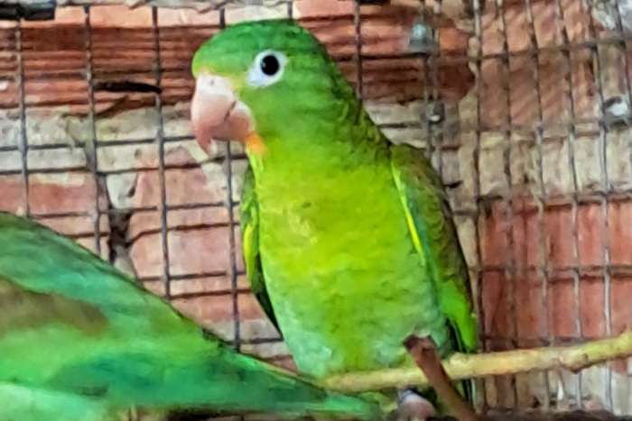 1-1 brotogeris jugularis ( tovi)