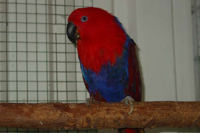 n.g. edelpapegaaien / panama amzones aangeboden.