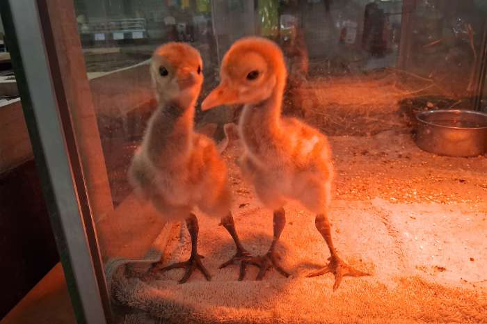 kweekkoppel witnekkraanvogels
