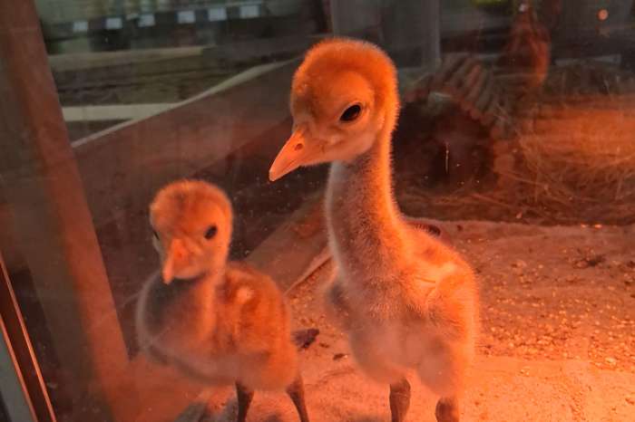 kweekkoppel witnekkraanvogels