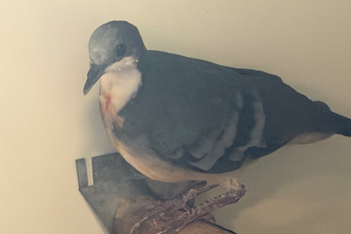 te koop dolksteekduif doffer.