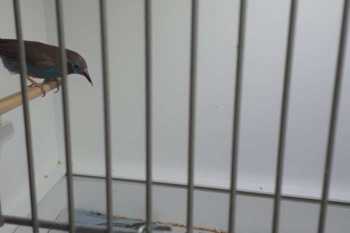 te koop man blauwfazant rode wang