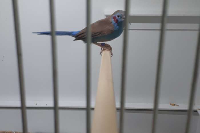 te koop man blauwfazant rode wang