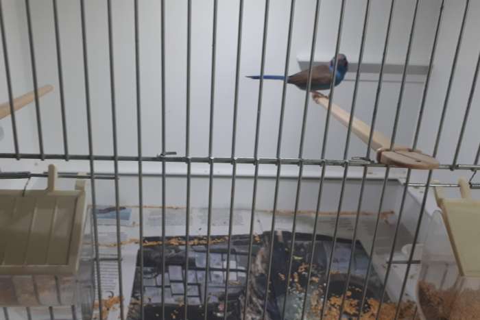 te koop man blauwfazant rode wang