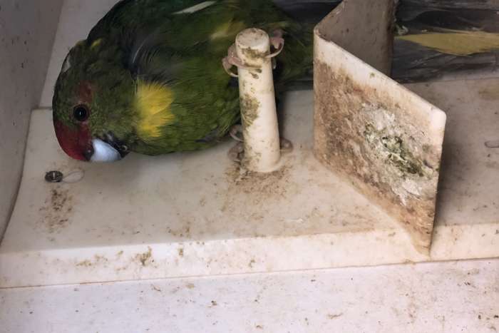 kakariki pop groen wildkleur met bont en geelbonte