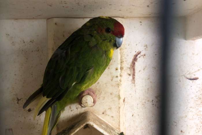kakariki pop groen wildkleur met bont en geelbonte