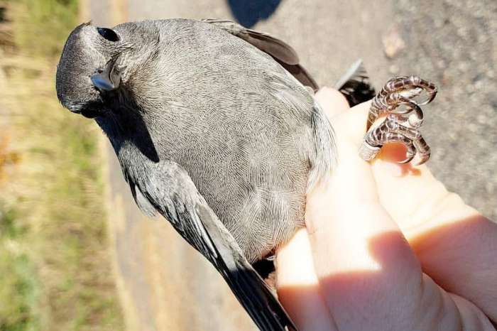 dumetella carolinensis