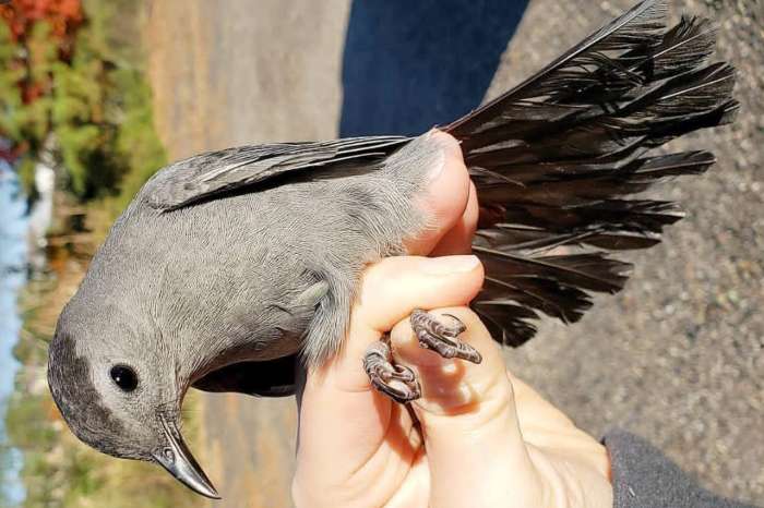dumetella carolinensis