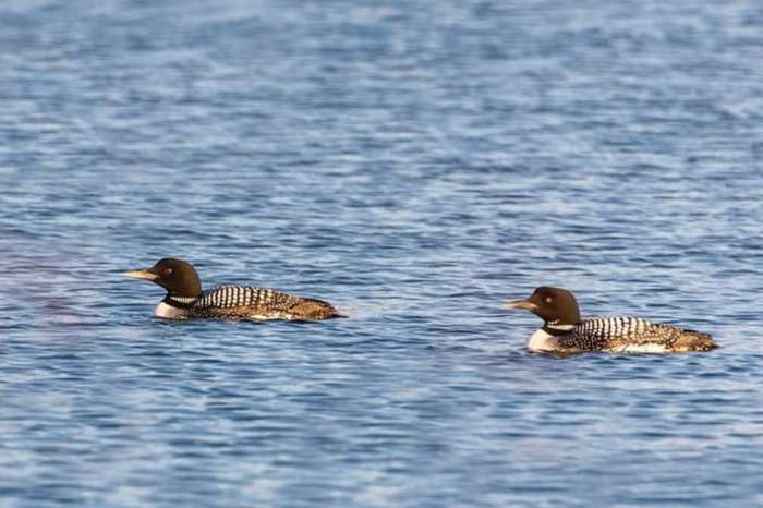 loon roept eend