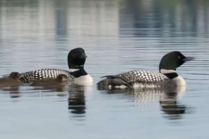 loon roept eend