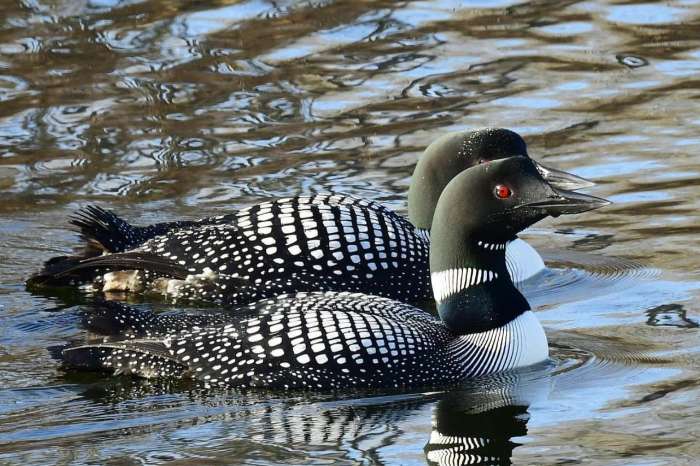 loon roept eend