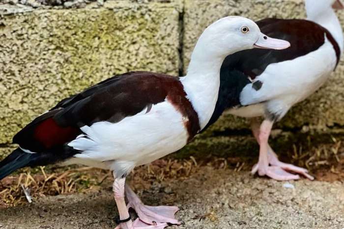 radjah duck