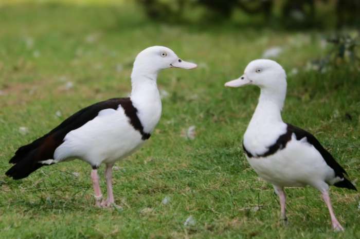 radjah duck