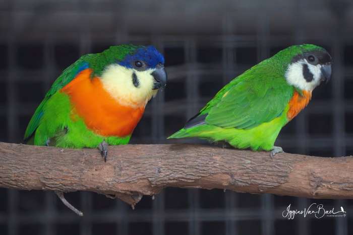 rare fig parrots and lorikeets