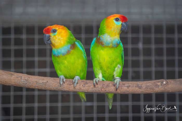 rare fig parrots and lorikeets