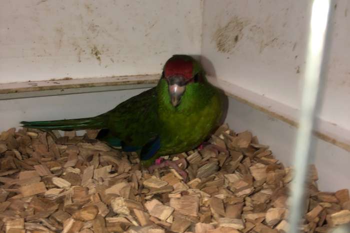 kakariki pop groen wildkleur met bont en geelbonte