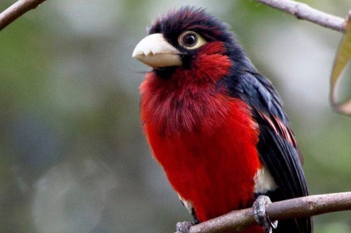 0-1 dubbeltandbaardvogel gezocht