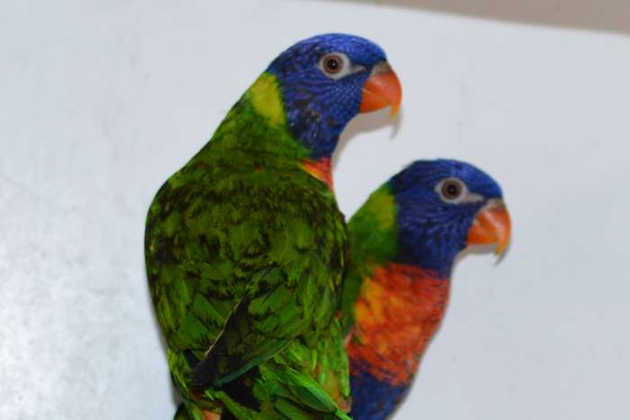 koppel lori van de blauwe bergen