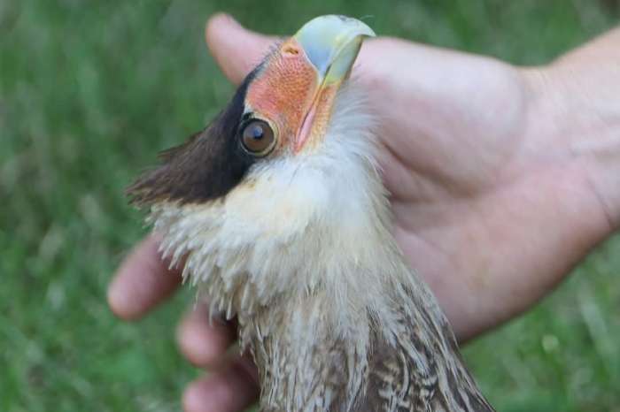 kuifcaracara 2020 met demo ervaring