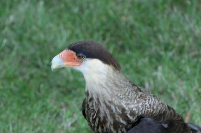 kuifcaracara 2020 met demo ervaring