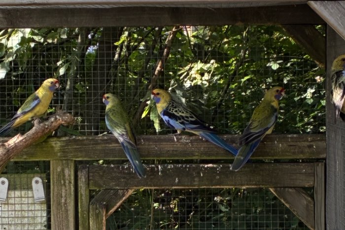 strogele rosella’s