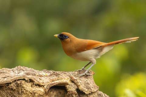 pterorhinus berthemyi