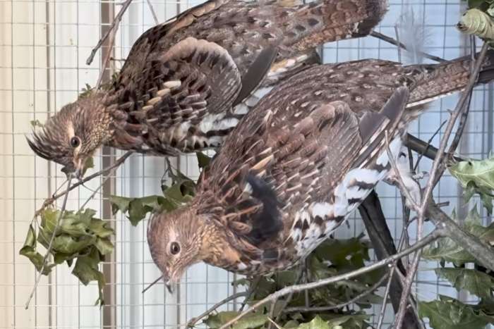 groose vogels beschikbaar