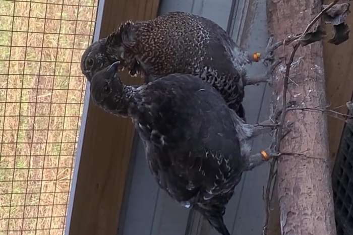 groose vogels beschikbaar