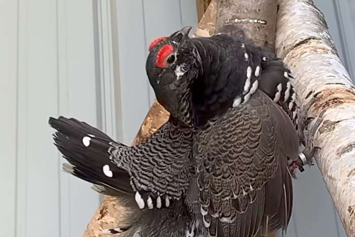 groose vogels beschikbaar