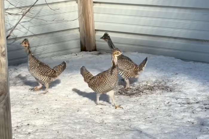 groose vogels beschikbaar