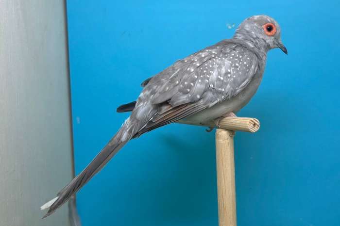 pastel gezoomd diamantduiven