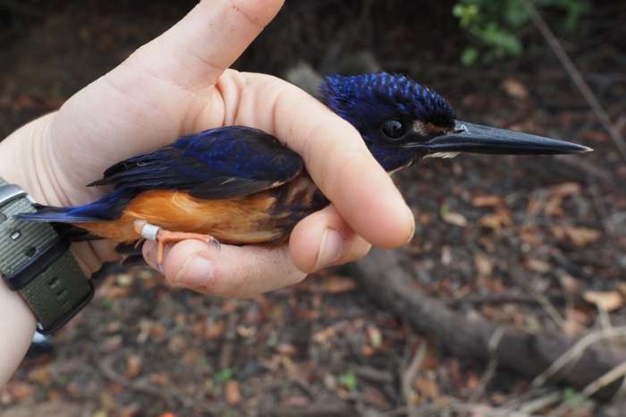 ispidina picta