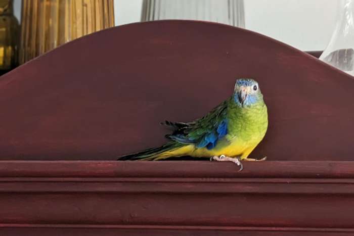 turquoisine parkiet en toebehoren te koop