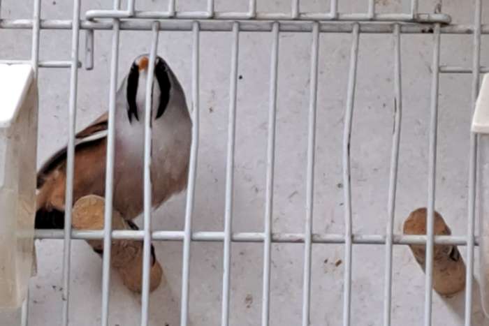 baardmannetje