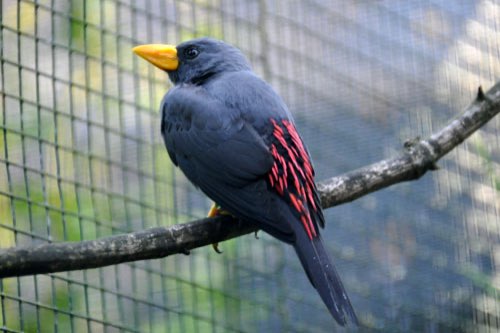 scissirostrum dubium