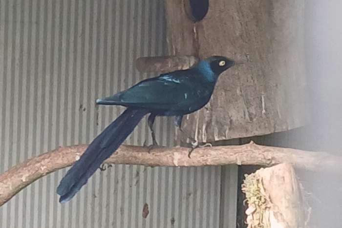 blauwe langstaart glansspreeuwen