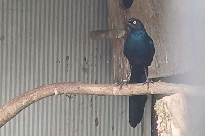 blauwe langstaart glansspreeuwen