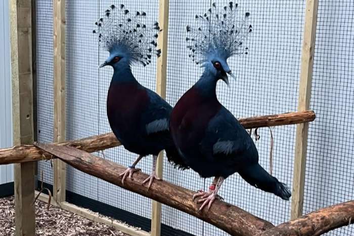victoria crowned pigeons