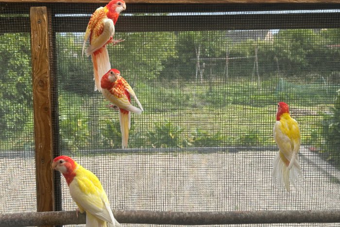rosella 2026