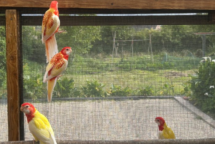 rosella 2026