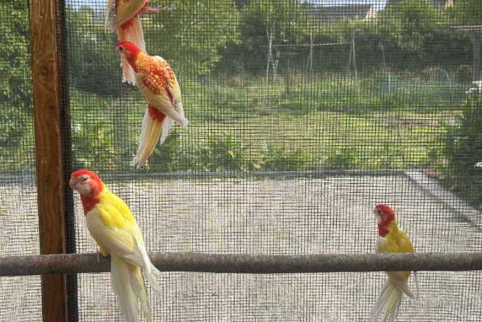 rosella 2026