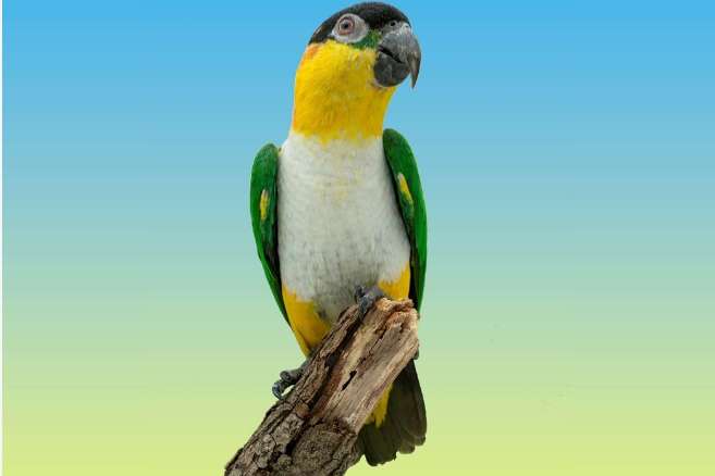 pallida caique’s