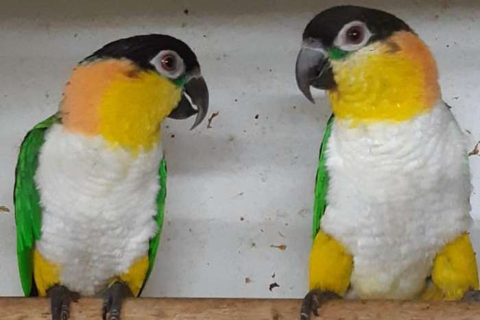 pallida caique’s