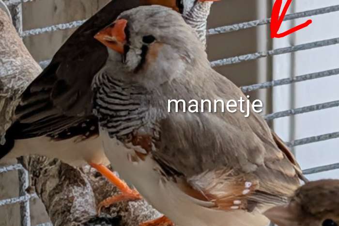1 man en 2 poppen uit 2026