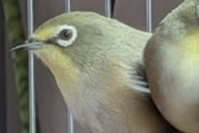 brilvogel