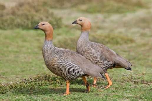 koppel roodkop ganzen