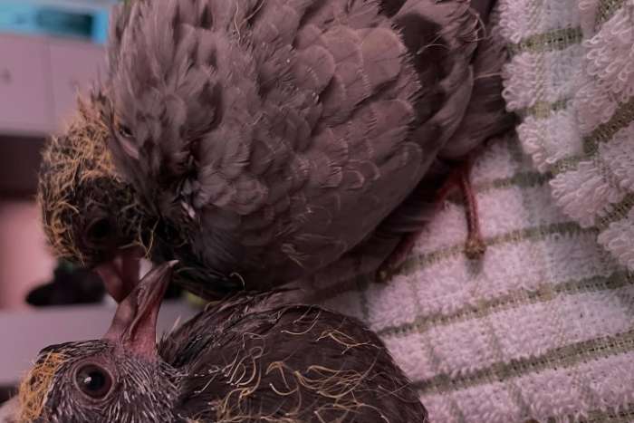 sclater's crowned pigeon