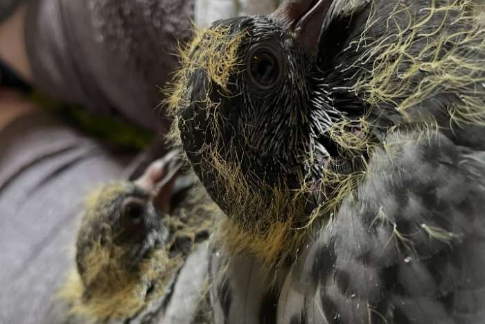 sclater's crowned pigeon